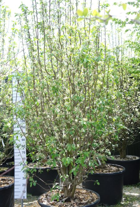 Malus Floribunda 'Profusion' -  Sierappel 380-400 cm