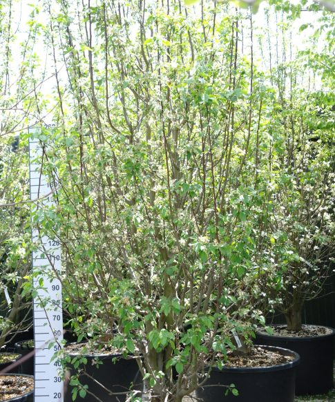 Malus Floribunda 'Profusion' -  Sierappel 380-400 cm