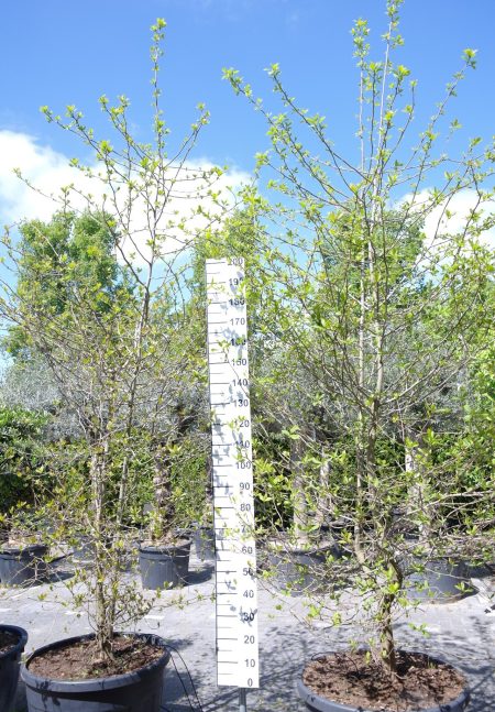 Nyssa Sylvatica - Zwarte Tupeloboom 300-320 cm hoog