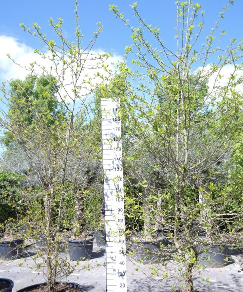 Nyssa Sylvatica - Zwarte Tupeloboom 300-320 cm hoog