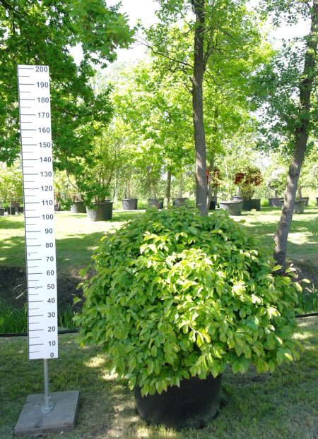 Parrotia Persica - Perzisch ijzerhout