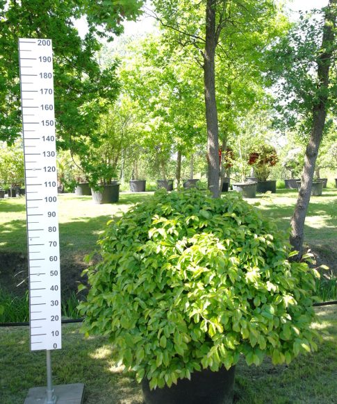 Parrotia Persica - Perzisch ijzerhout