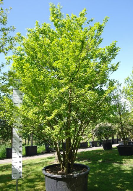 Styrax japonicus 280-300 cm - Japanse Storaxboom