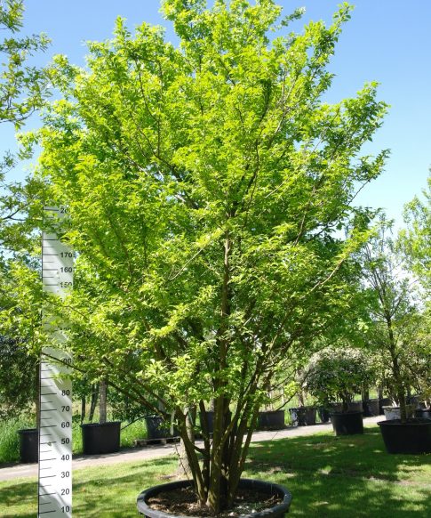 Styrax japonicus 280-300 cm - Japanse Storaxboom