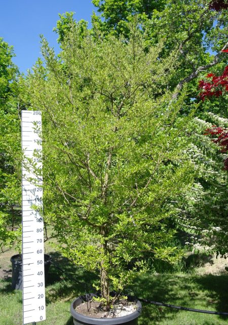 Styrax japonicus - Japanse Storaxboom 300 cm