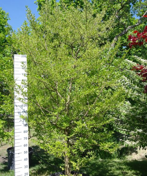 Styrax japonicus - Japanse Storaxboom 300 cm
