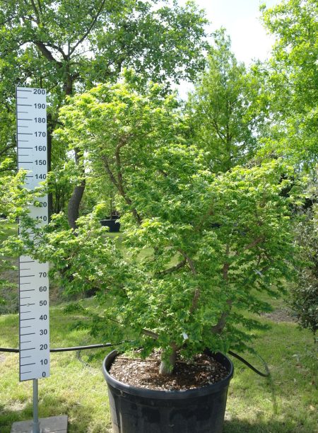 Ulmus minor 'Jacqueline Hillier' - Gladde Iep