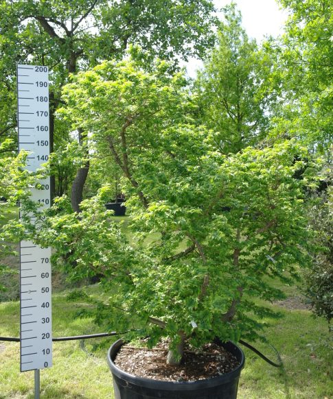 Ulmus minor 'Jacqueline Hillier' - Gladde Iep