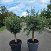 Olijfboom in sierspot - Olea Europaea