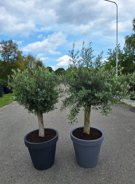 Olijfboom in sierspot - Olea Europaea