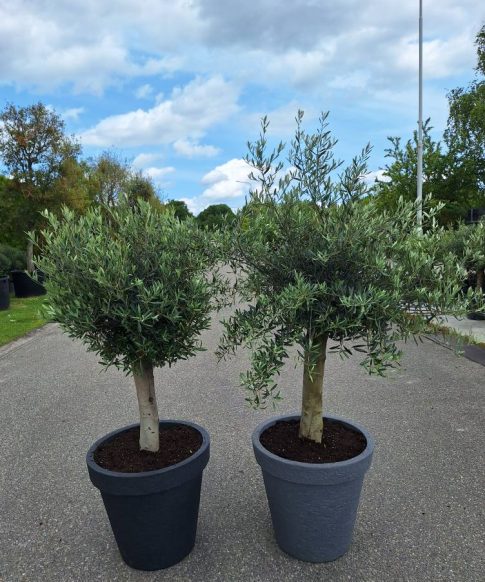 Olijfboom in sierspot - Olea Europaea