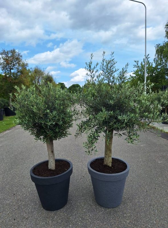 Olijfboom in sierspot - Olea Europaea