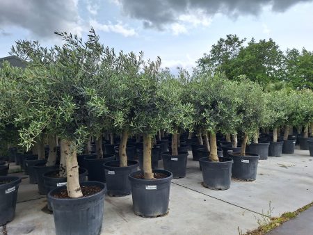 Olijfboom in sierspot - Olea Europaea - Afbeelding 2