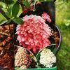 Hydrangea paniculata ‘Magical Candle' - Pluimhortensia