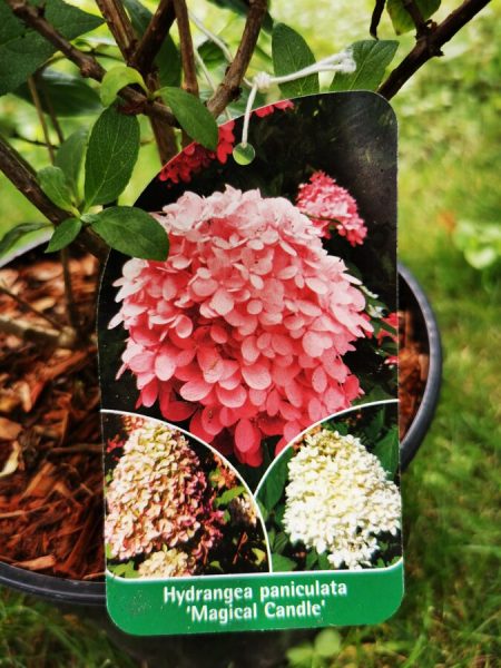 Hydrangea paniculata ‘Magical Candle' - Pluimhortensia