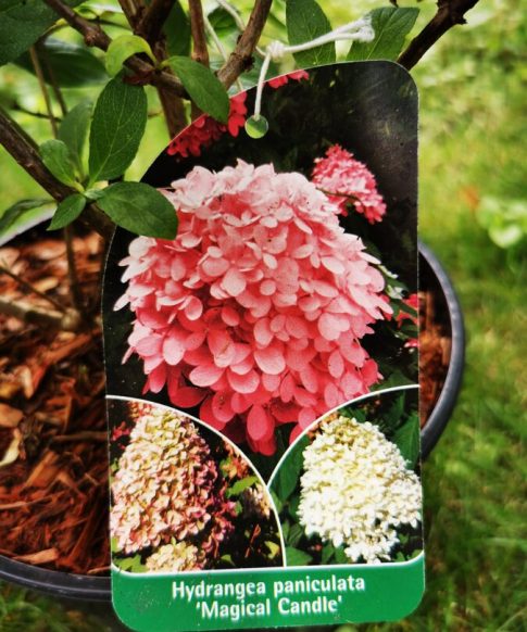 Hydrangea paniculata ‘Magical Candle' - Pluimhortensia