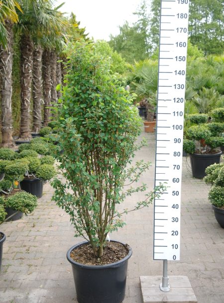 Amelanchier Alnifolia 'Obelisk' - Krentenboompje
