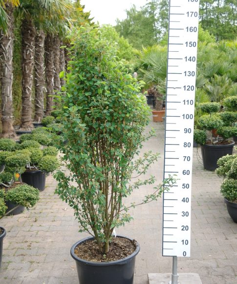 Amelanchier Alnifolia 'Obelisk' - Krentenboompje