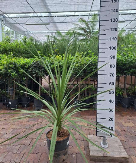 Cordyline Indivisa - Koolpalm