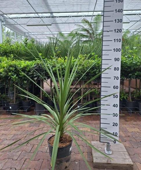 Cordyline Indivisa - Koolpalm