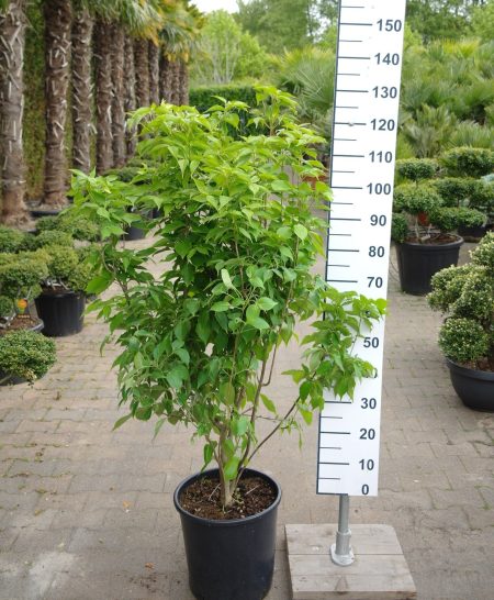 Cornus Kousa 'Chinensis' - Cornus Struik