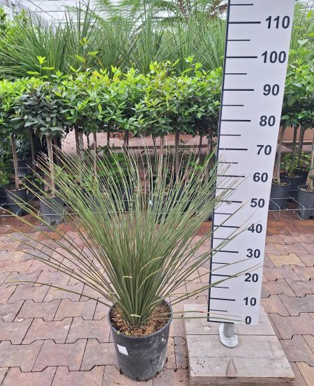 Dasylirion Longissimum - Mexiacaanse Grasboom
