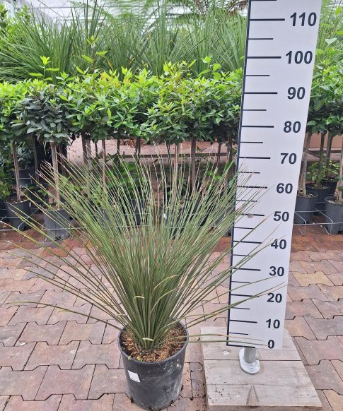 Dasylirion Longissimum - Mexiacaanse Grasboom