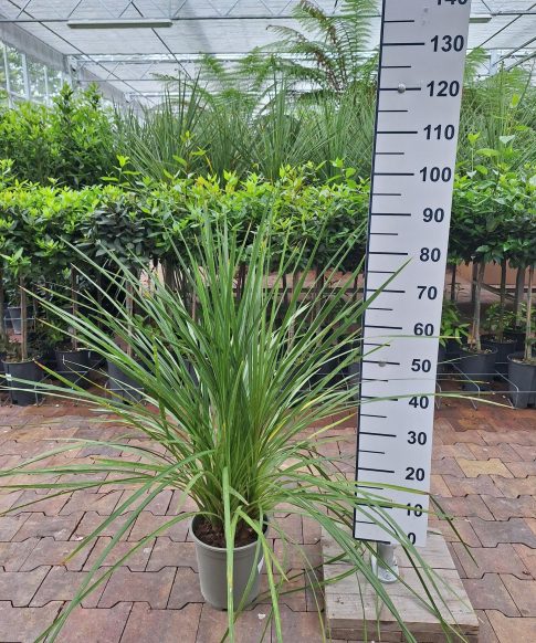 Cordyline Indivisa - Koolpalm