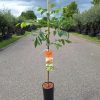 Juglans Regia 'Fernor' - walnoot