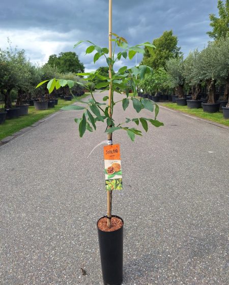Juglans Regia 'Fernor' - walnoot