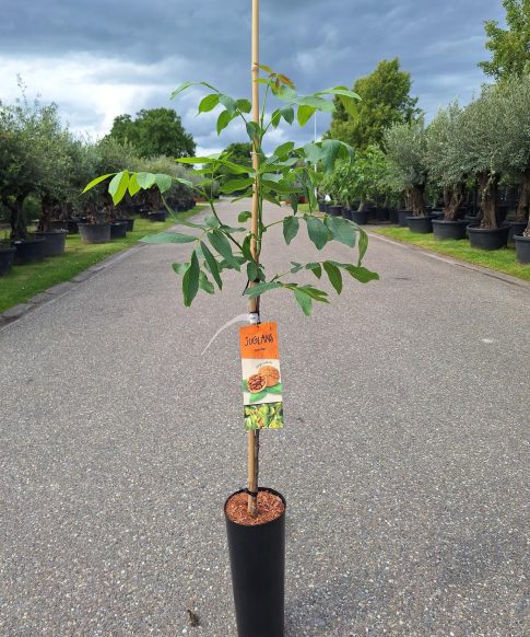 Juglans Regia 'Fernor' - walnoot