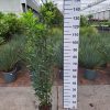Laurus Nobilis - Keukenlaurier