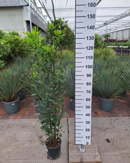 Laurus Nobilis - Keukenlaurier
