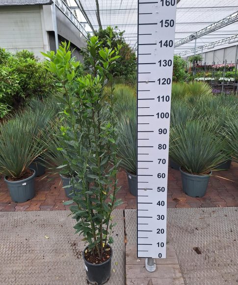 Laurus Nobilis - Keukenlaurier