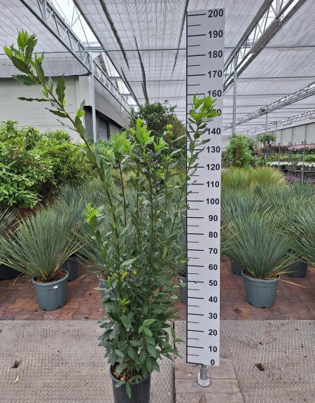 Laurus Nobilis - Keukenlaurier