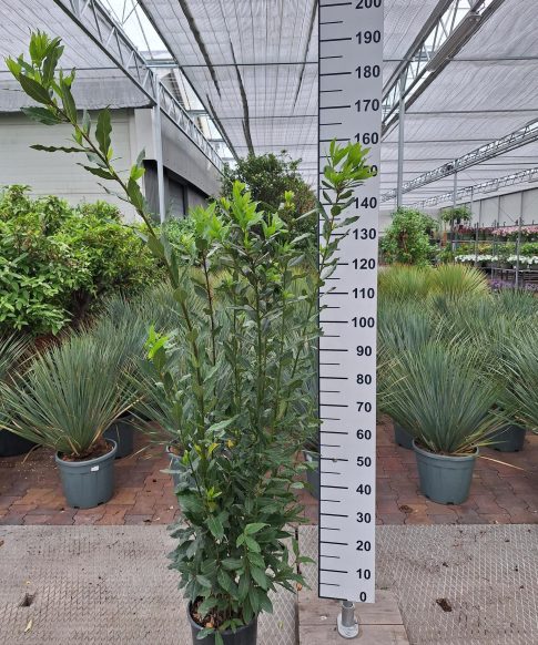 Laurus Nobilis - Keukenlaurier