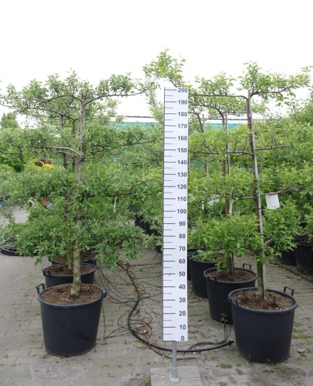 Malus domestica 'Golden Delicious' Lei-Appelboom