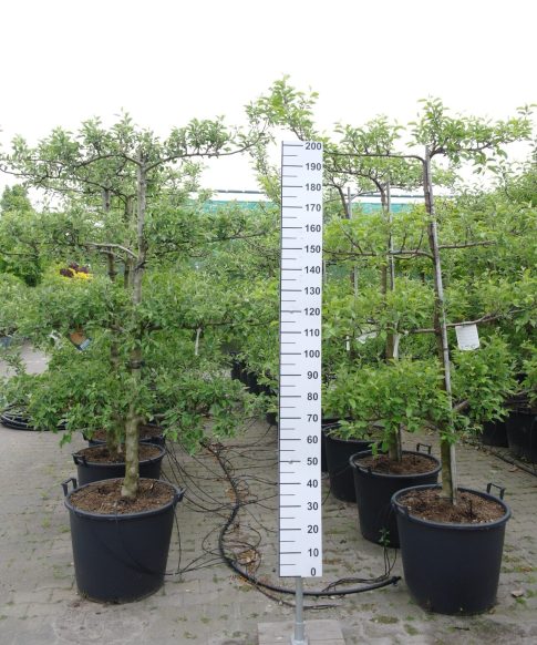 Malus domestica 'Golden Delicious' Lei-Appelboom