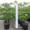 Malus domestica 'James Grieve' - leiboom 4 etages appel