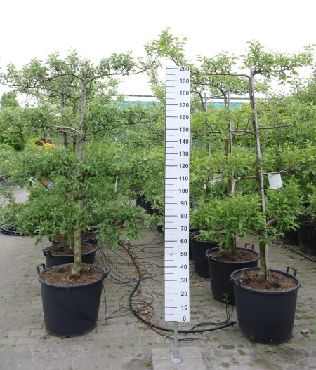 Malus domestica 'James Grieve' - leiboom 4 etages appel