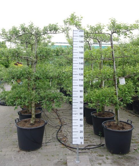 Malus domestica 'James Grieve' - leiboom 4 etages appel