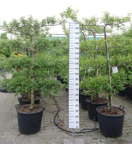 Malus domestica 'Jonagold' Lei appelboom