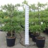 Malus domestica 'Reine des Reinettes' Lei Appelboom