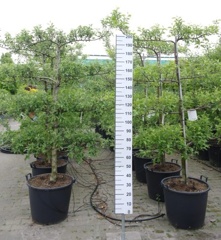 Malus domestica 'Reine des Reinettes' Lei Appelboom