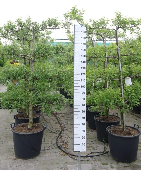 Malus domestica 'Reine des Reinettes' Lei Appelboom