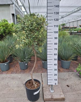 Olijfboom - Olea europaea spiraal