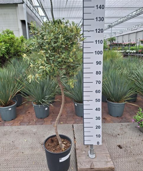 Olijfboom - Olea europaea spiraal