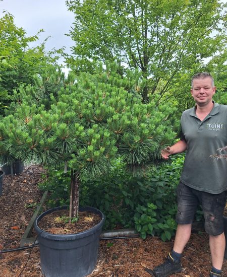 Pinus Nigra 'Pierrick Brégeon' /  Brepo - zwarte Den