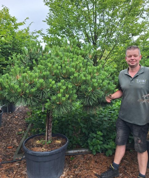 Pinus Nigra 'Pierrick Brégeon' /  Brepo - zwarte Den