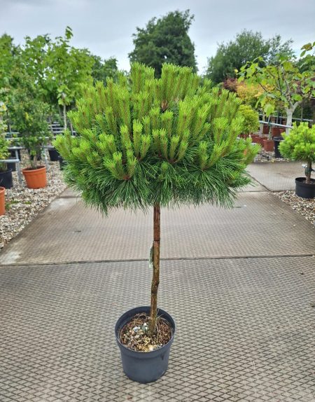 Pinus Densiflora 'Benelux' op stam